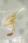 Coleophora lassella