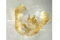 Epinotia demarniana