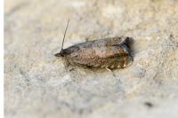 Dichrorampha aeratana