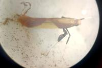 Caloptilia alchimiella