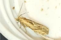 Eucosma cana