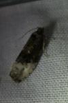 Hedya nubiferana