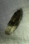 Hedya nubiferana