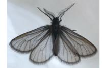 Heterogynis