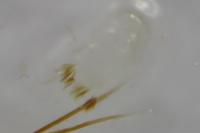 Monopis weaverella