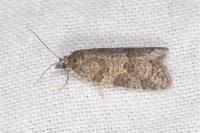 Cnephasia