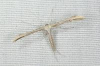 Emmelina monodactyla