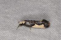 Monopis monachella