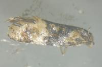 Cochylis nana