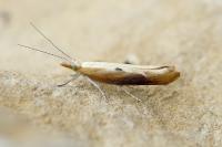Ypsolopha falcella