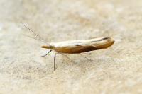 Ypsolopha falcella