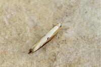 Ypsolopha falcella