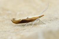 Ypsolopha falcella