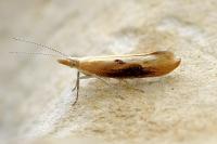 Ypsolopha falcella