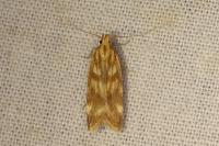 Mirificarma eburnella