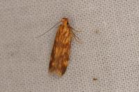 Mirificarma eburnella