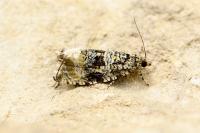 Celypha lacunana