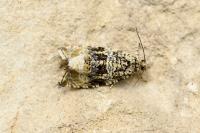 Celypha lacunana