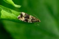 Celypha lacunana