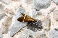 Nemophora degeerella