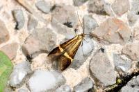 Nemophora degeerella