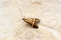 Nemophora degeerella