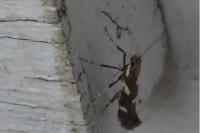 Calybites phasianipennella