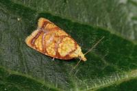 Acleris bergmanniana