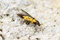 Schiffermuelleria schaefferella