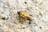 Schiffermuelleria schaefferella