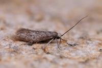 Urodeta hibernella