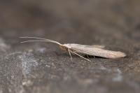 Coleophora nutantella