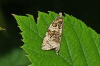 Orthotaenia undulana