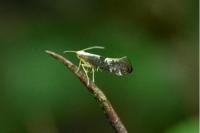 Argyresthia spinosella