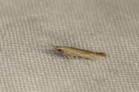Coleophora