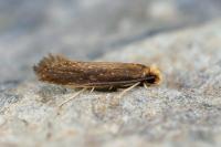 Monopis imella