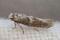 Cedestis subfasciella