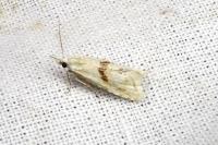 Cochylimorpha