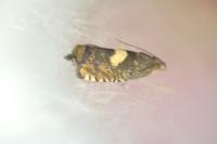 Dichrorampha petiverella