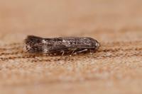 Elachista freyerella