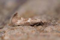 Elachista lugdunensis