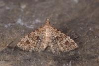 Alucita hexadactyla