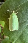 Tortrix viridana