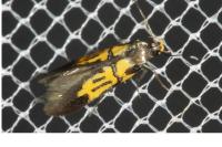 Schiffermuelleria schaefferella