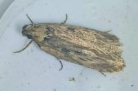 Depressaria radiella