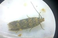 Bryotropha affinis