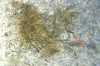 Bryotropha affinis