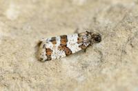 Isotrias rectifasciana