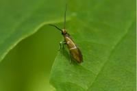 Micropterix aruncella