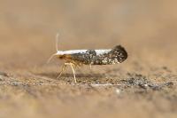 Argyresthia spinosella